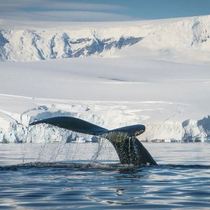 hanseatic-nature-antarktis-expedition-fotografie-dietmar-denger